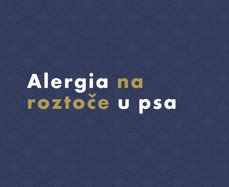 Alergia na roztoče u psa