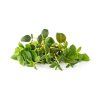 Sada 9 kapslí pro chytré květináče Click & Grow - mix italských bylin