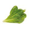romaine lettuce 1200x960 fa928ef6 17b7 413e 97de 4d8de036c62e 1200x