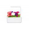 SG3 Petunia 1200x