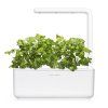 SG3 white cilantro coriander 1200x1200 449f74f4 afb8 49df b995 d828dc0c4911 1200x